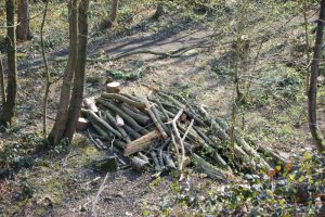 rotting log pile helps save honeybees