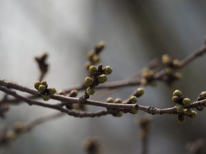 buds producing propolis for honeybees