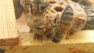 queen bee being born