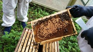 bee brood frame